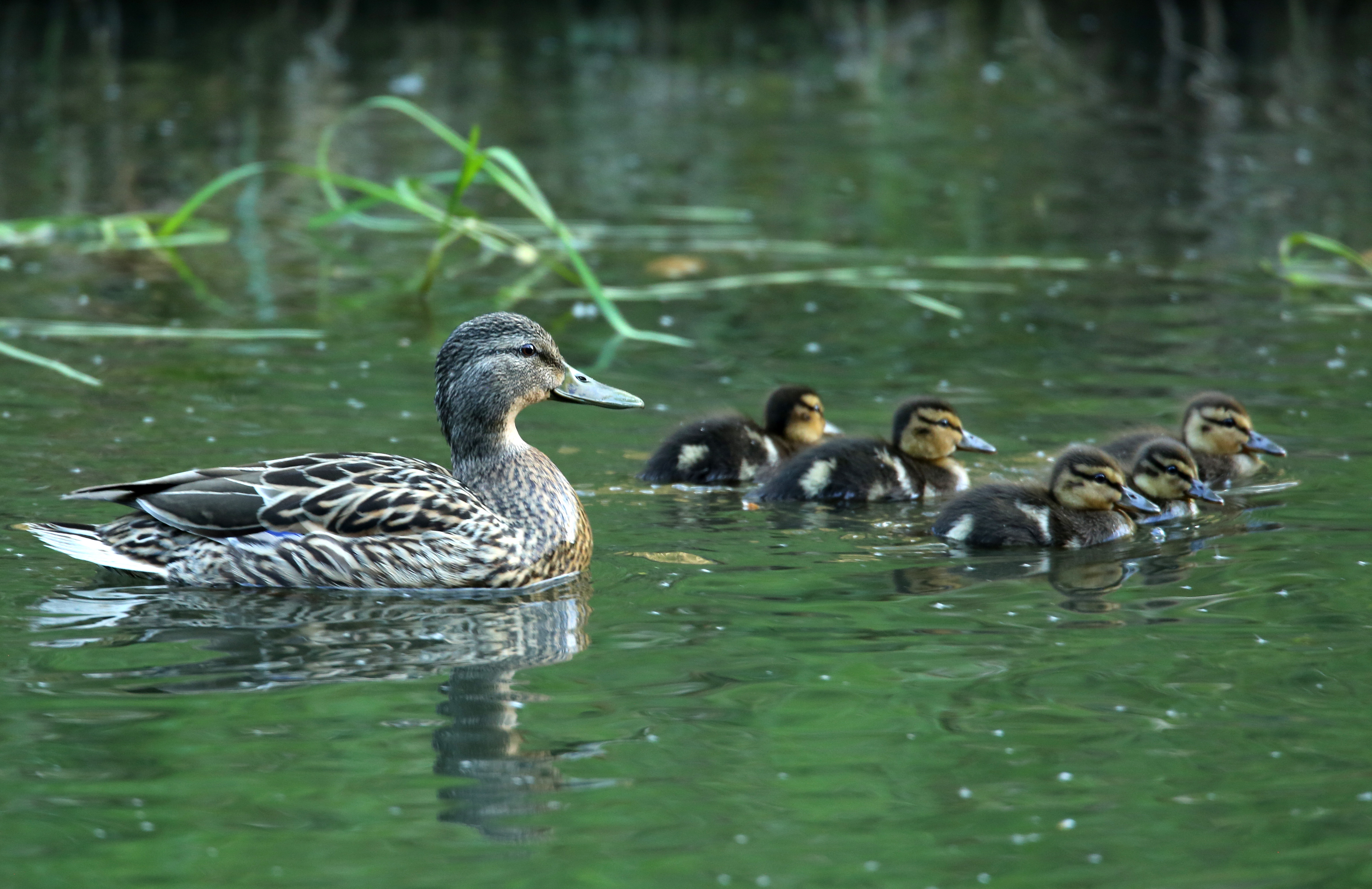 Canard colvert et ses canetons